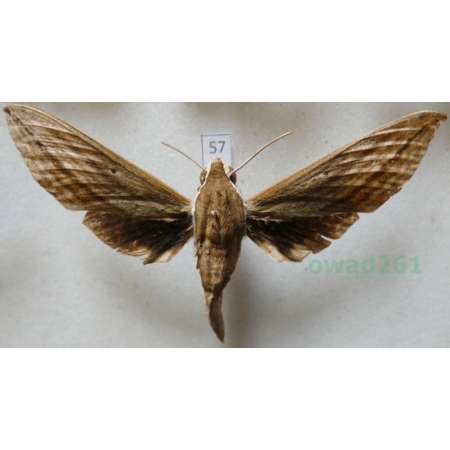 Sphingidae? Philippines 87mm57